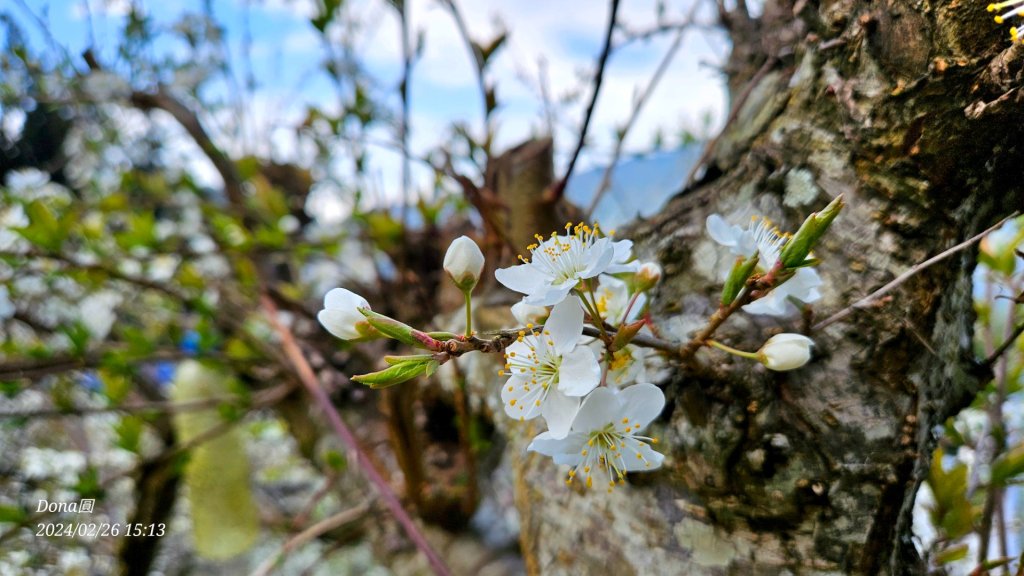 鎮西堡巨木群步道o型全程一日遊_2440375