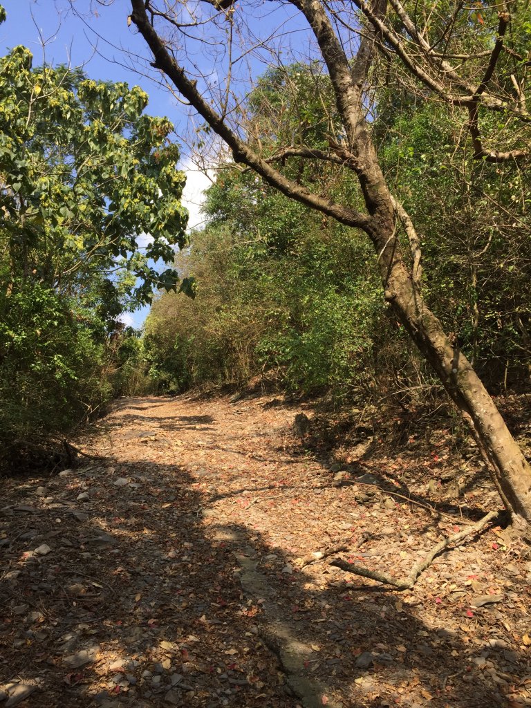 20220305高雄望頭山_1633593