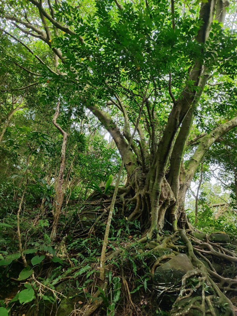 微笑山線之望月亭段_2849025