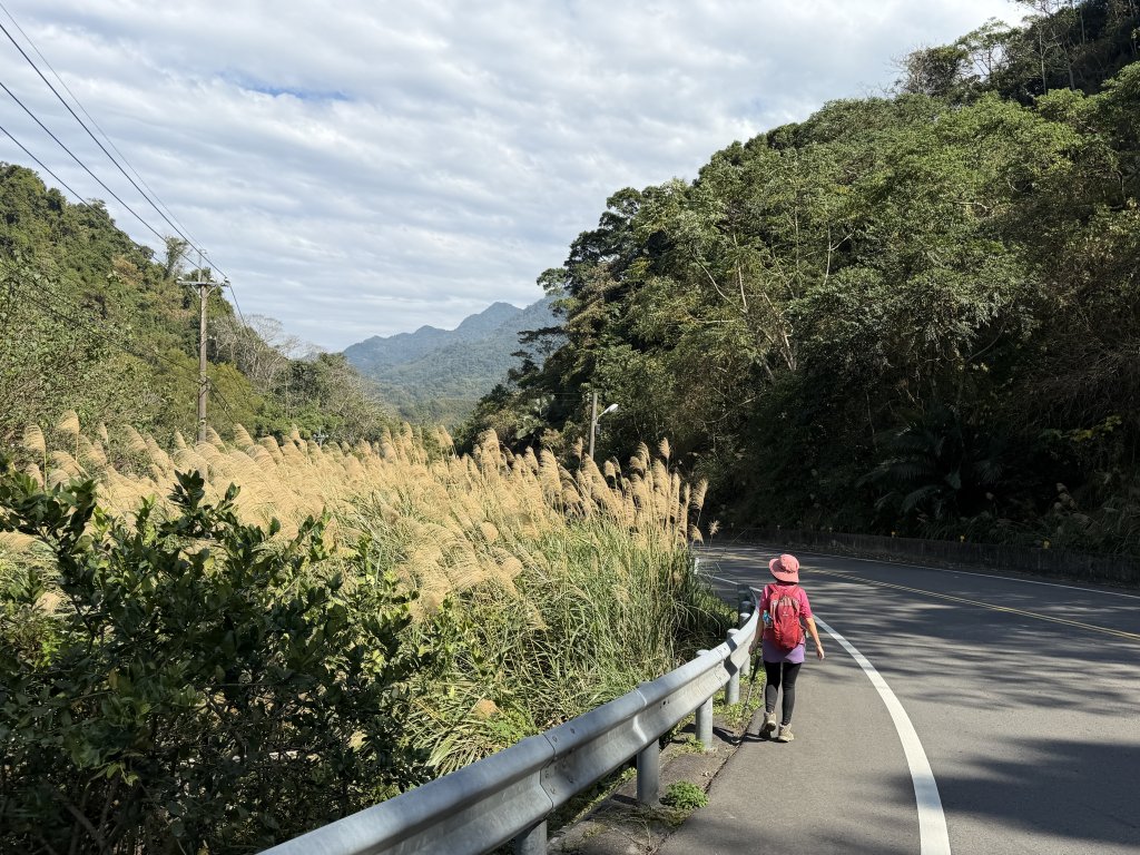 鳴鳳山-錫隘古道大O繞-20260125_2991447