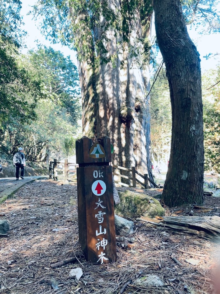 20241230 大雪山神木步道_2745386