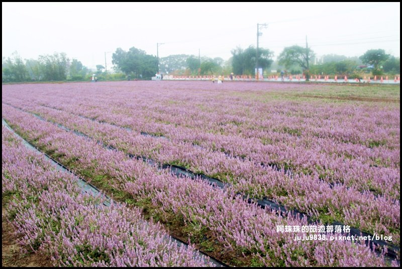 2019桃園仙草花節。紫色浪漫席捲楊梅封面圖