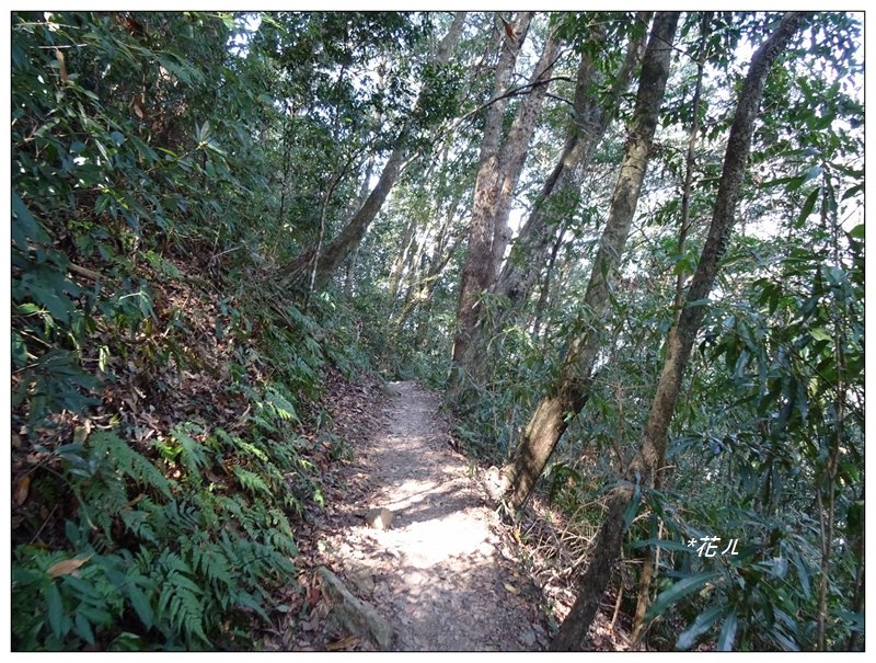 唐麻丹山/裡冷步道_868426