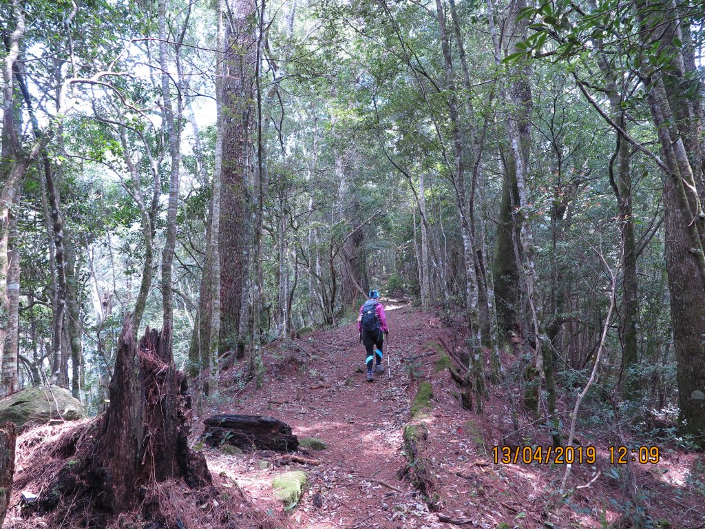 屯野生台山與石麻達山連走_566458