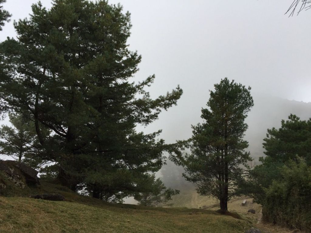 鹿林山步道健行_224642