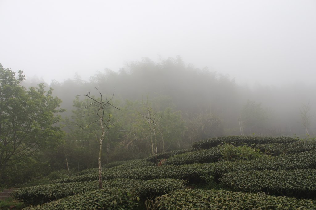 20230408嘉義縣頂石棹步道_2109381