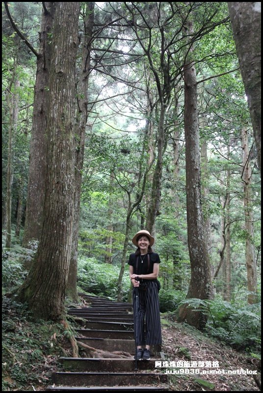 東眼山打卡新亮點森林裡的木構裝置藝術_1021823