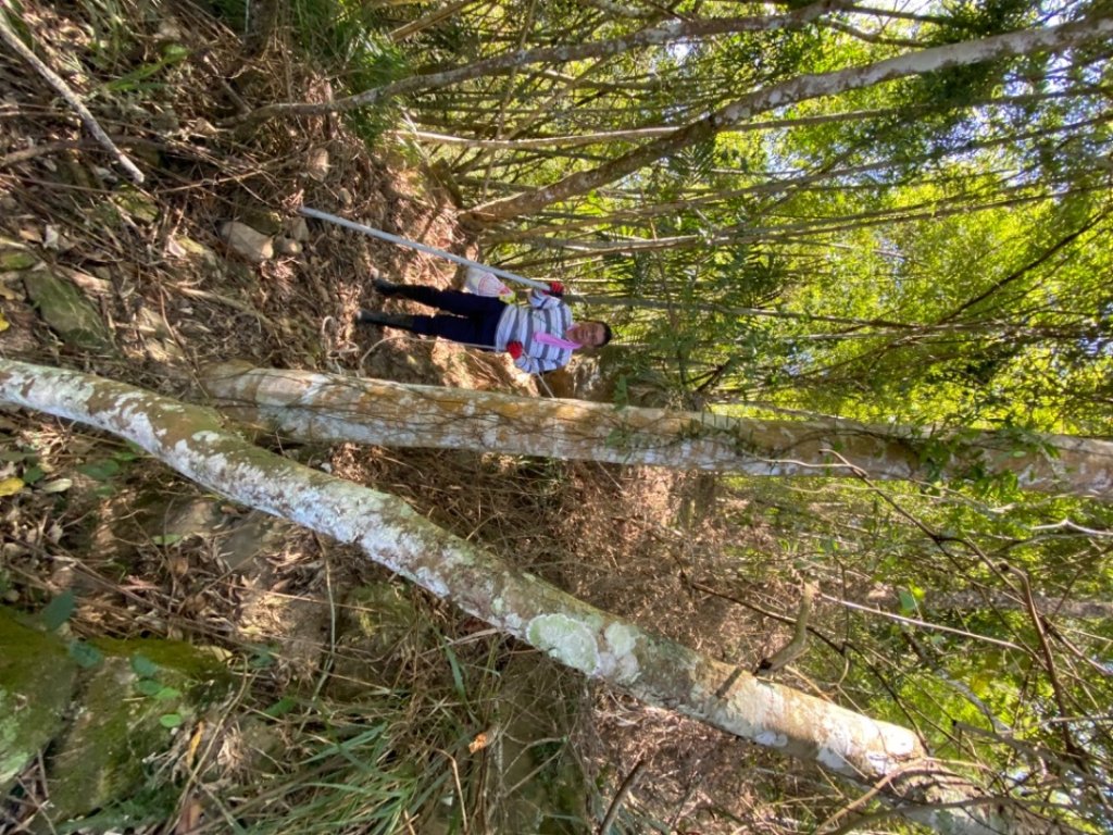 鹿谷大崙尾山、和雅挑竹古道7號、和雅挑竹古道6號O型走_2425929