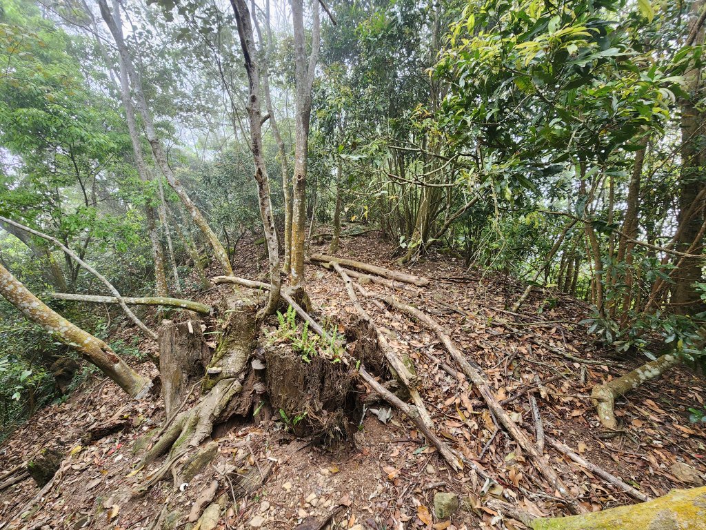 20250329東坑山八角崠山打鹿坑山_2798893