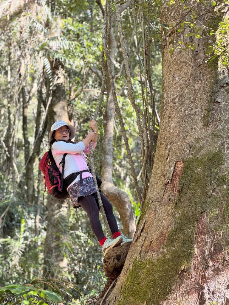 雪山坑登山步道尋巨人_2978239