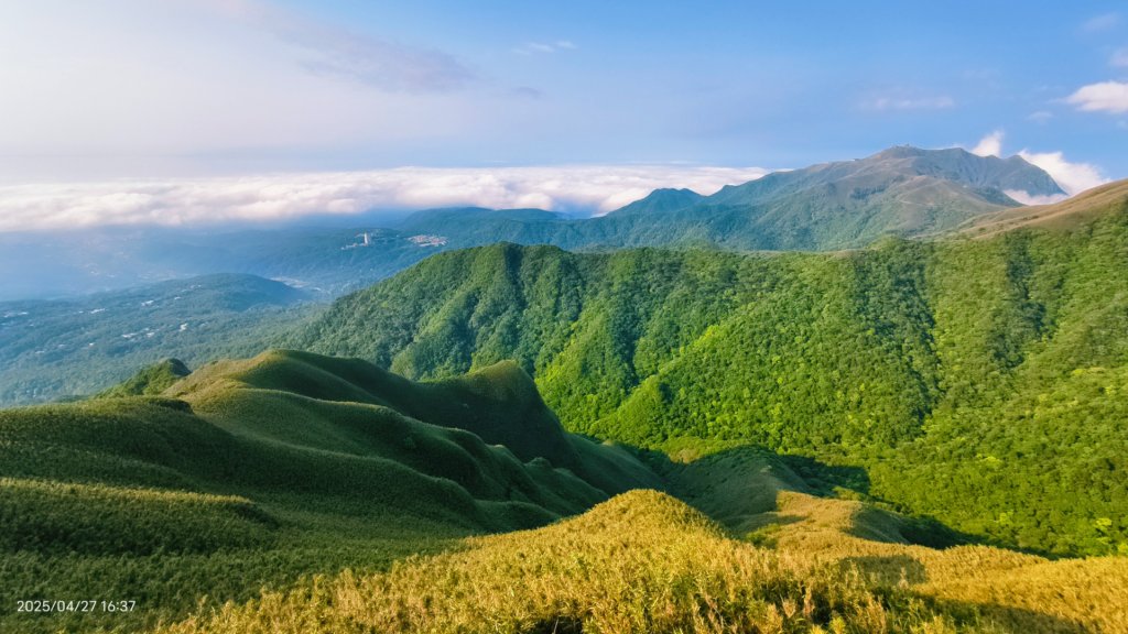 陽明山趴趴走 #琉璃光雲海 ，首拍 #綠鳩 4/27_2772150