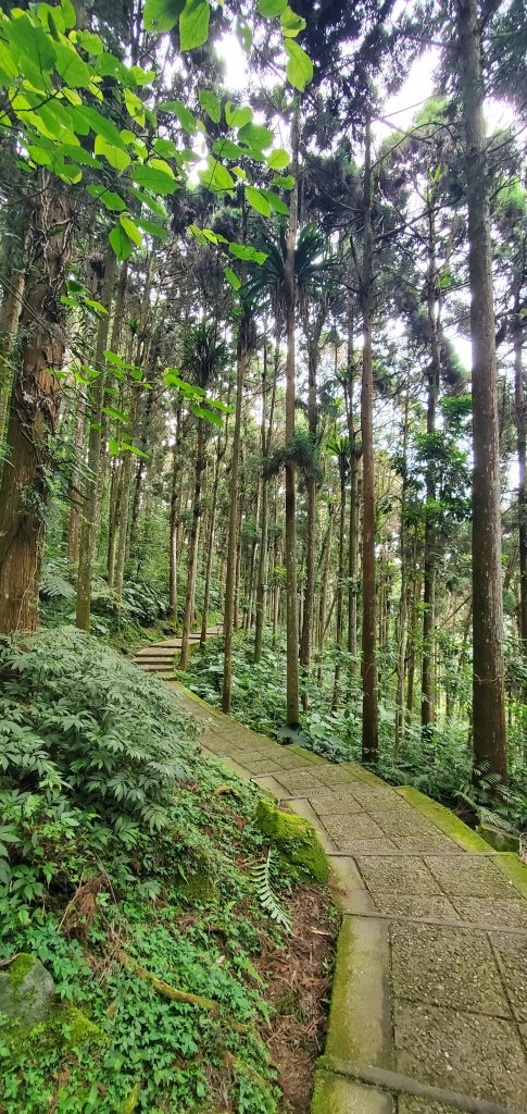 2024-05-19溪頭自然教育園區_2507978