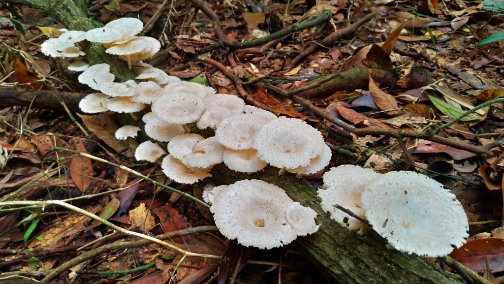 小百岳【尾寮山】_905296