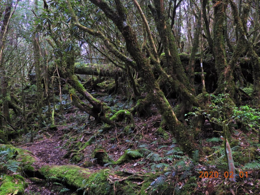 桃園 復興 拉拉山_820579