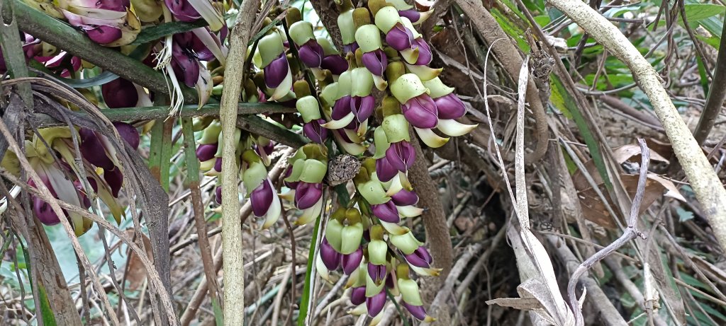 20230404_出磺坑山+古油井步道O型封面圖