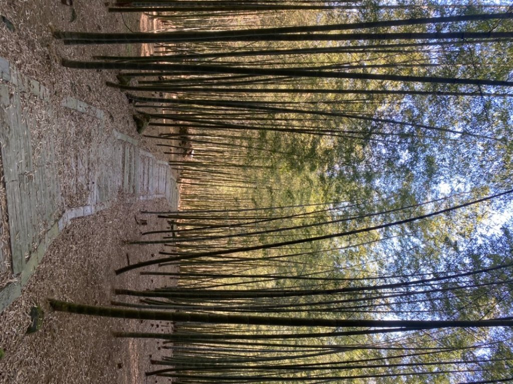 鹿谷大崙尾山、和雅挑竹古道7號、和雅挑竹古道6號O型走_2425941