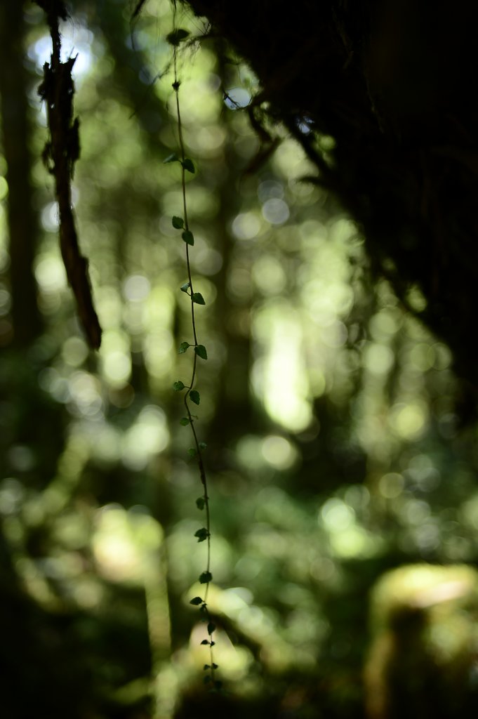 太平山鐵杉林步道~~不能忘懷的森林寶庫封面圖