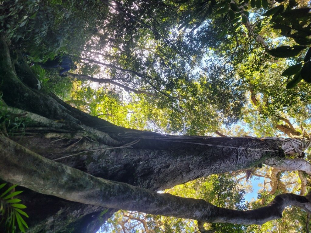 20231118 南插天山 魯培山 山毛櫸秘境_2355574