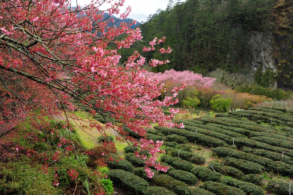 2022 D0219 瘋武陵 : 我的武陵櫻花朝聖之路_1616883