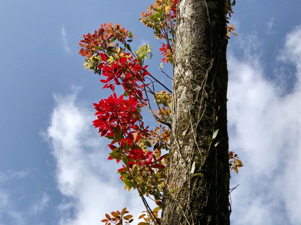 水社大山向前行_294746