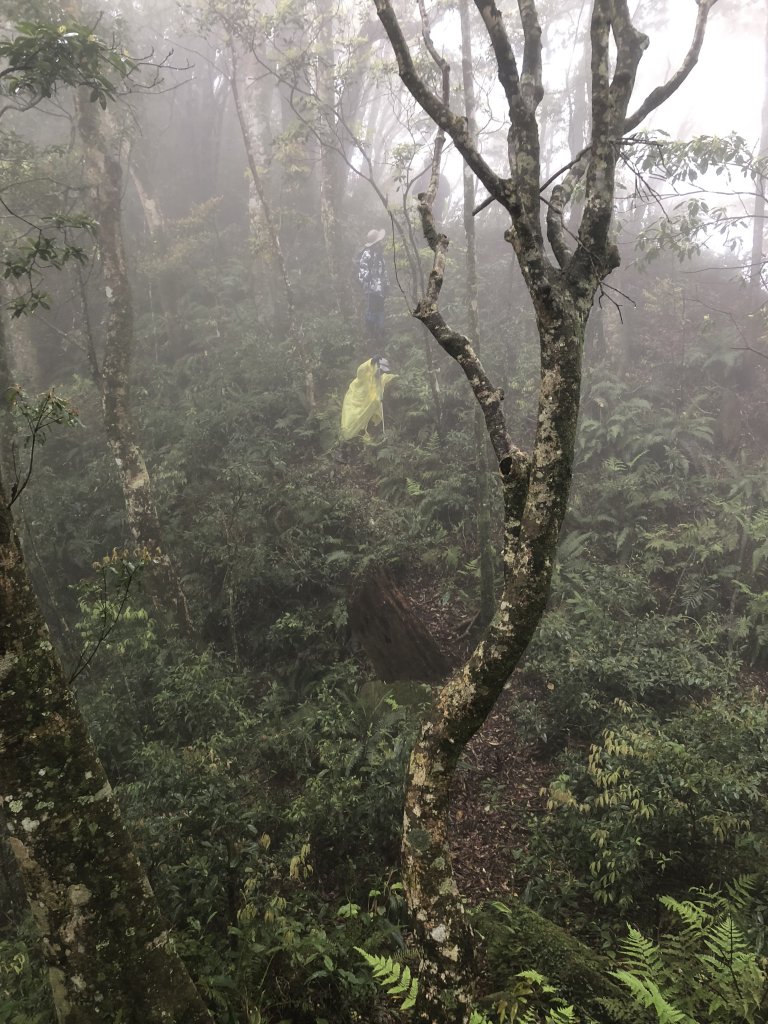 2018.04.07復興三尖-那結山_1005336