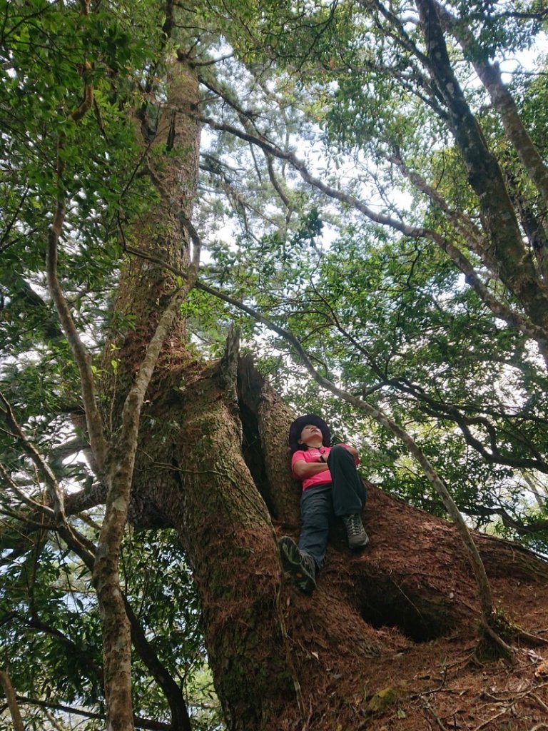 屋東縱走（麗陽上大道院下）封面圖