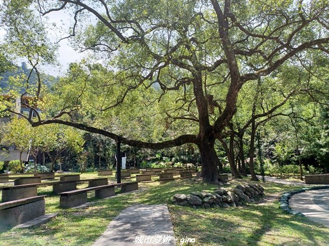 【台中和平】山林靜謐時光。 捎來步道_2989241