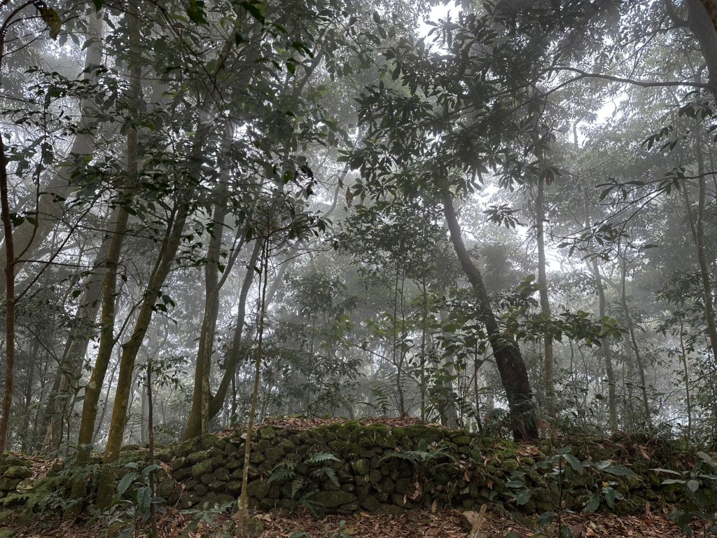 網子山、網子山東北峰、鳴海下山、鳴海山連走_2040664