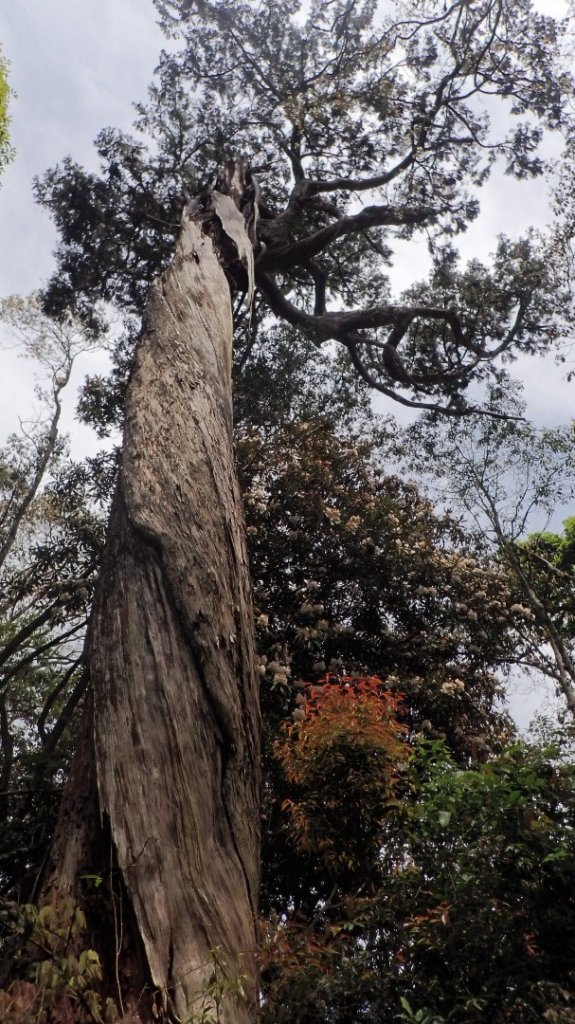治茆山連走西巒大山順訪巒安堂_1962122