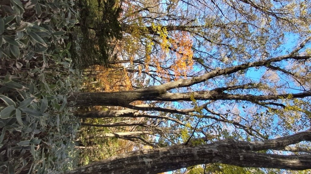 濟州島漢拏山-御里牧路線下_2942740