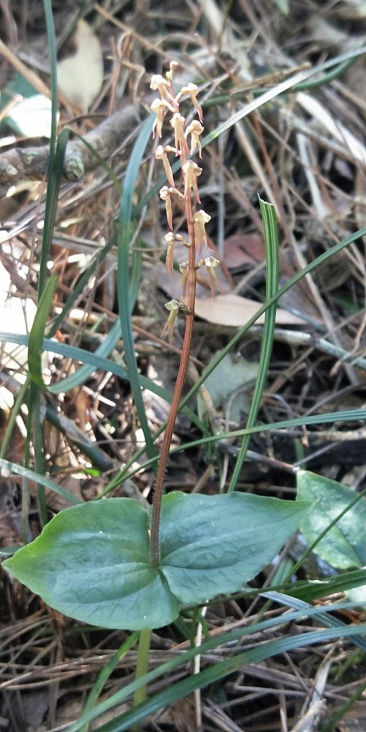 大屯自然公園，菜公坑山，巴拉卡山，逛逛趣_1275513