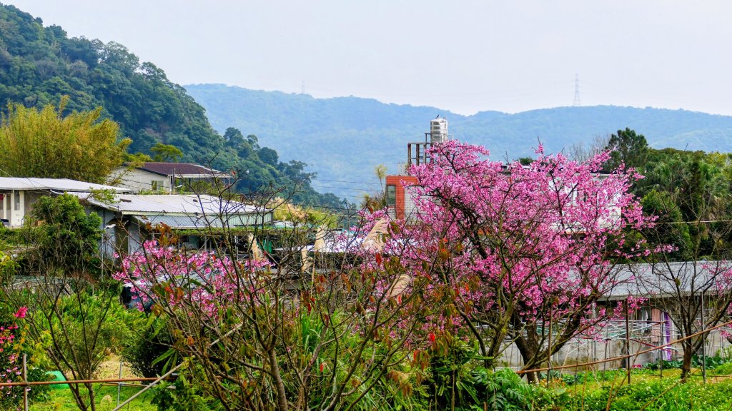 鵝尾梯田櫻花巷_2989301