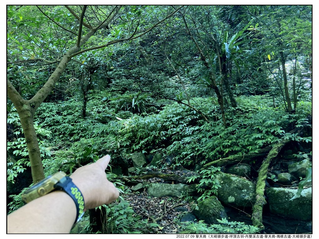 2022.07.09 〖大崎頭步道〗〖內雙溪古道〗【擎天崗】〖瑪礁古道〗【新圳頭山】〖大崎頭步道〗_1775233