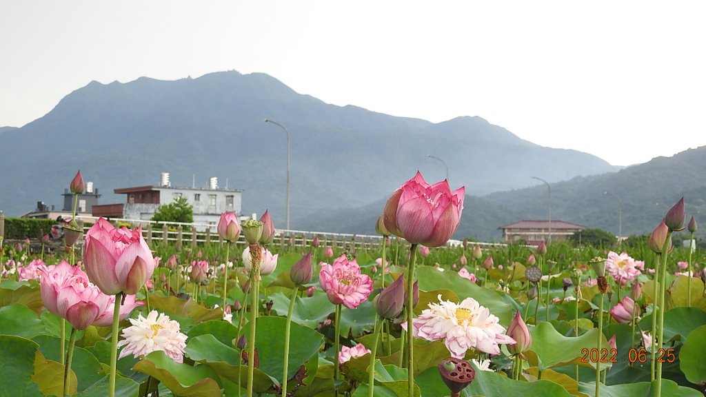 雲山水花鳥蝶-天龍國阿伯的日常6/25&26_1744306