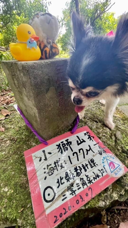 和小盆友們爬山的快樂時光❤️小獅山-和美山_2598094