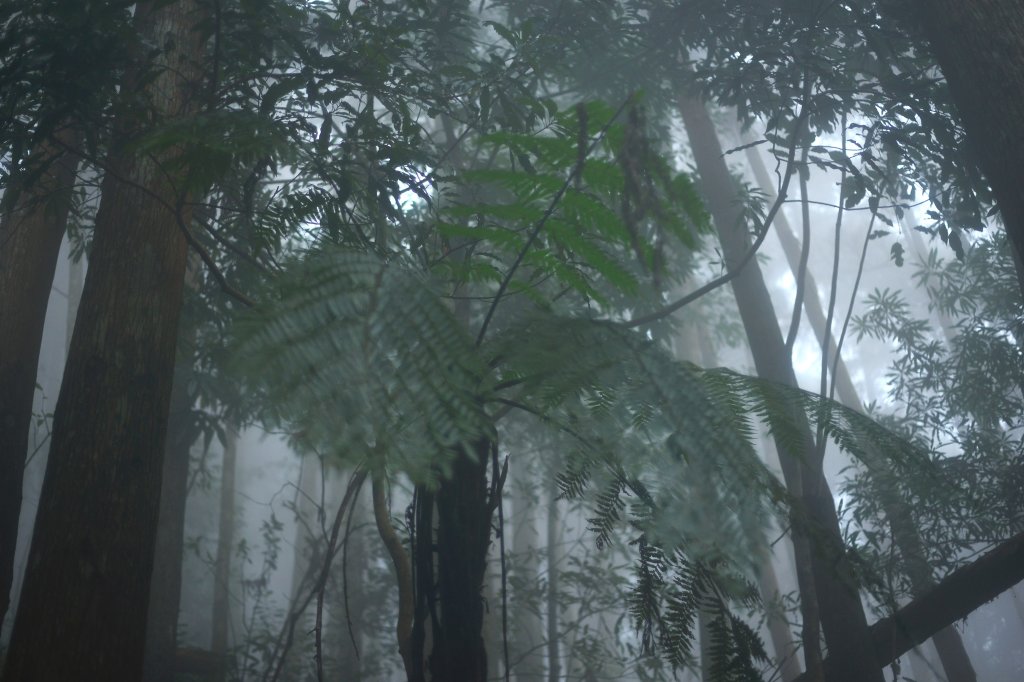 向天湖山步道 (大 O：含三角湖山、光天高山)_2664939