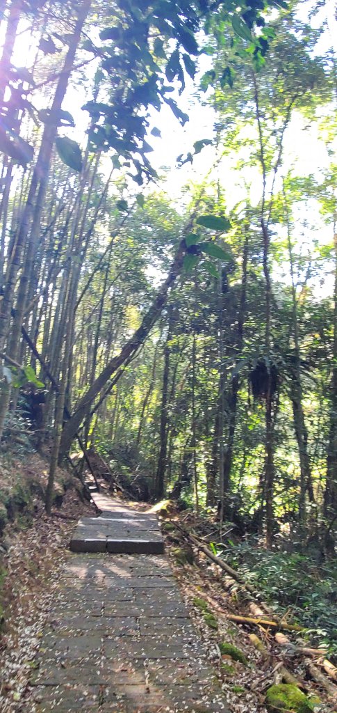 2025-01-30迷糊步道_2704441