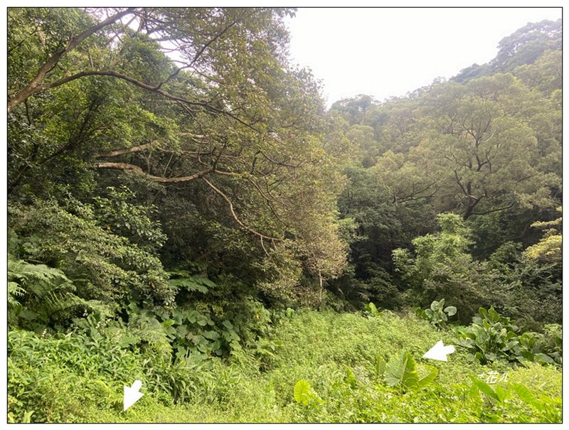 鳳山縱走_2835891
