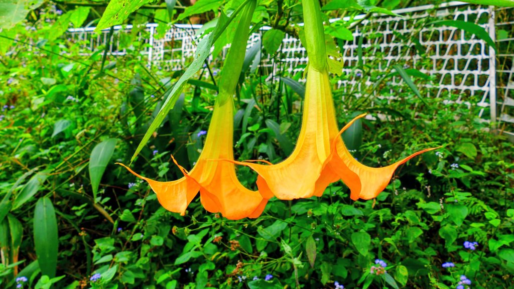 太平雲梯_2949256