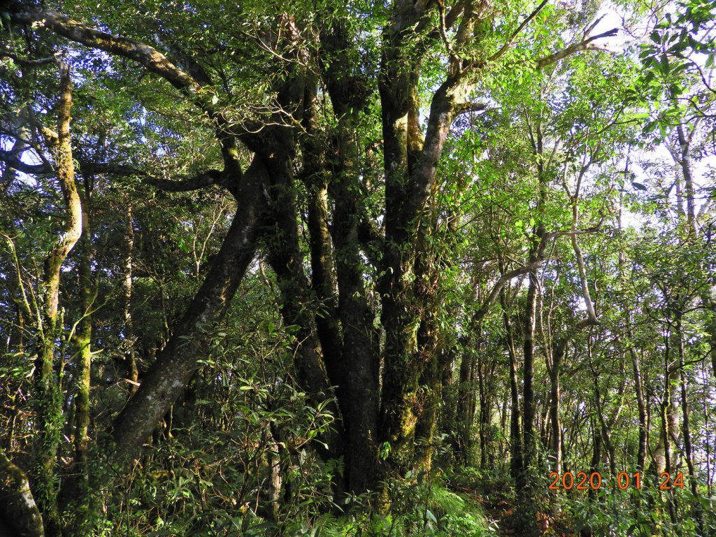 新竹 尖石 東穗山_813221