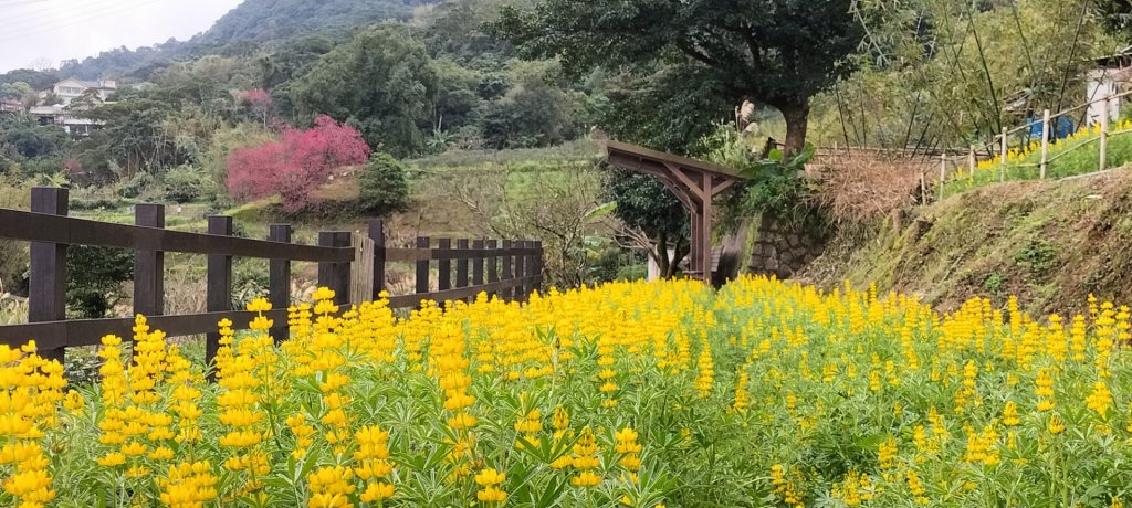 樟樹步道魯冰花封面圖