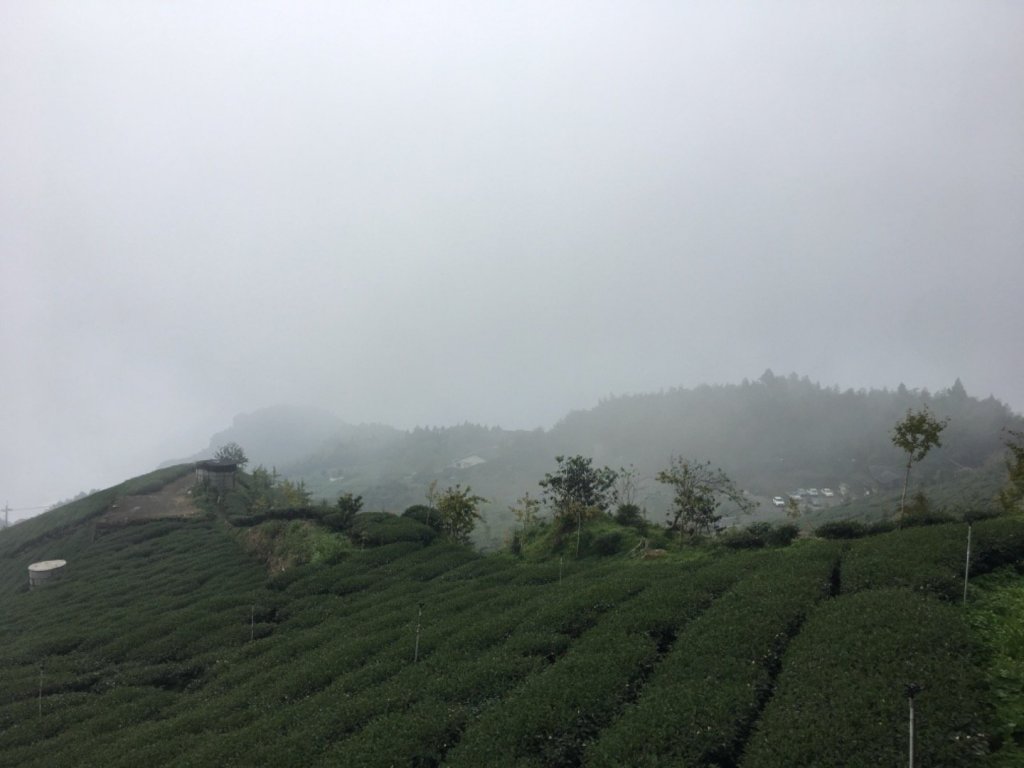 頂石棹步道群_445468