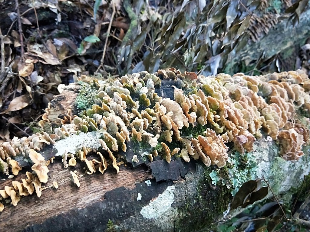 202010 尖石石磊虎禮山初禮驗_1115852