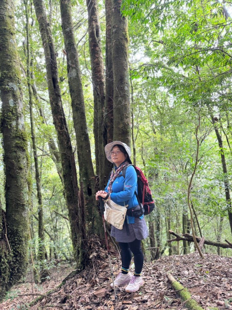 觀霧-檜山巨木群步道_2925497