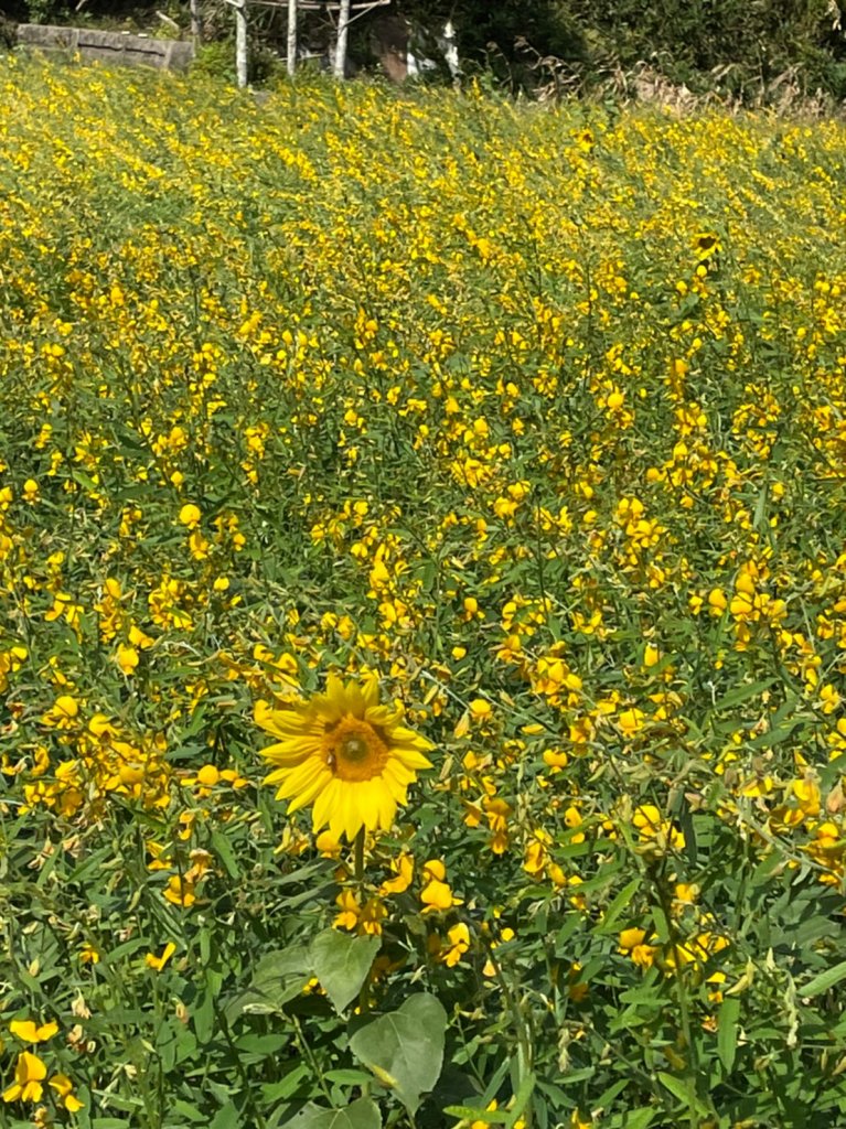 2021銅鑼杭菊季‧情花開浪漫11月雪_1517954