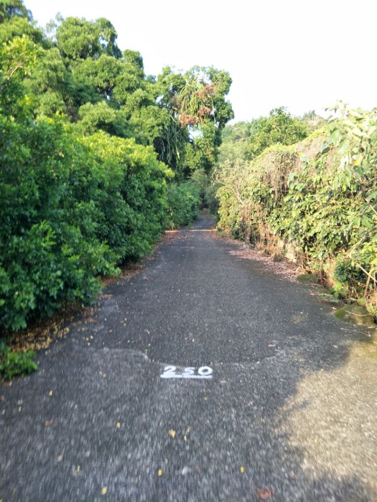 香山森林步道_1428352