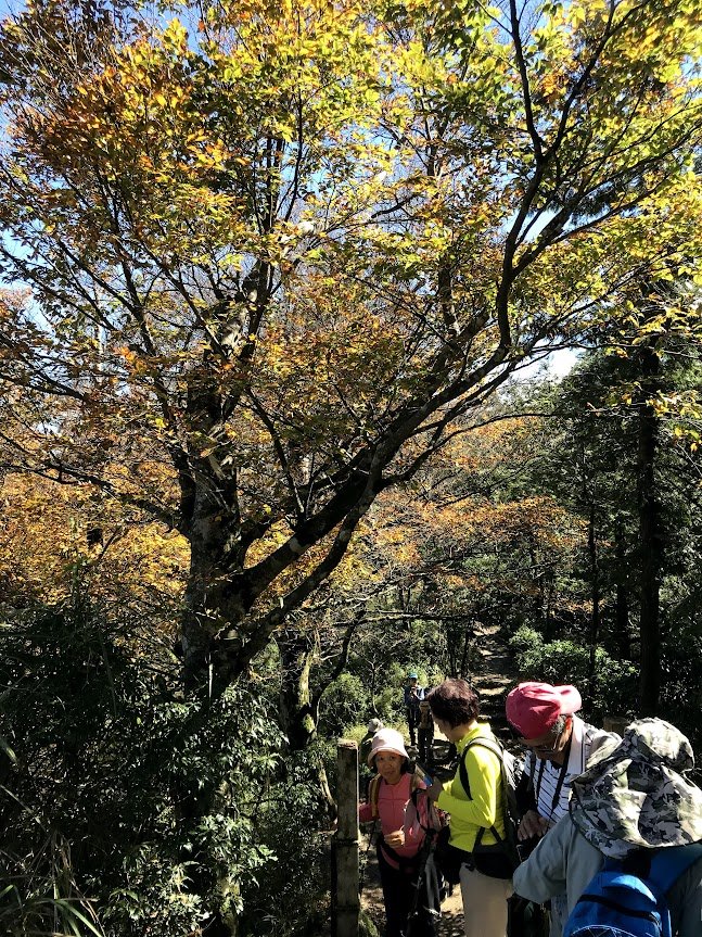 太平山_臺灣山毛櫸國家步道20201118_1968013