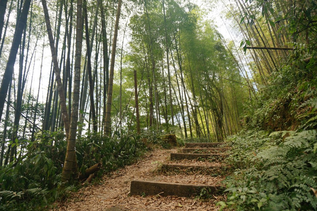 奮起湖大凍山步道_2011456