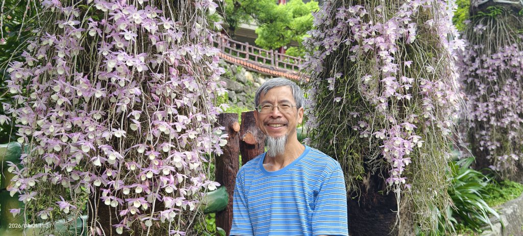人生首見 #花旗木 #花博公園 首訪 #法雨山普宜苑  #石斛蘭 #守城滿山紅 4/21&23封面圖