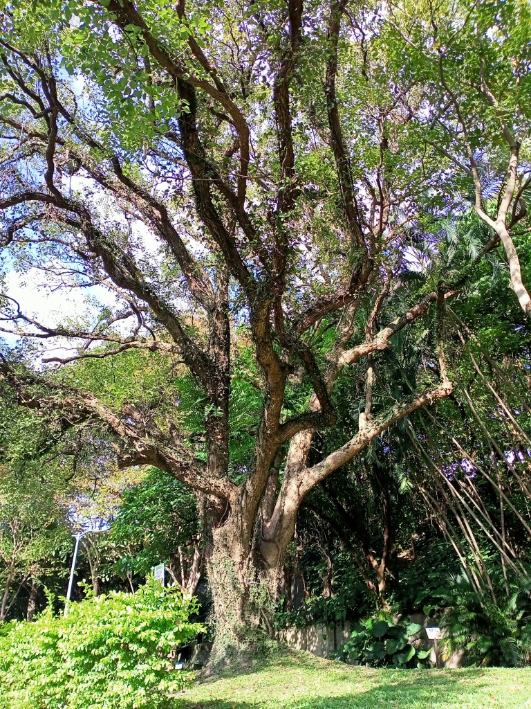 天母水管路步道(天母古道)、劍潭公園、八二三砲戰紀念公園【南山神壽任務】_1960972